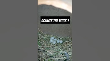 Silver java laying eggs vedio #shorts #youtubeshorts