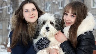 TOP 10 TEDDY BEAR DOG BREEDS || 10 DOG BREEDS THAT LOOK LIKE TEDDY BEAR ||| TEDDY BEAR DOGS