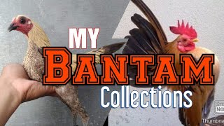 My Bantam Collections #seramabantam #koshamobantam #sebrights