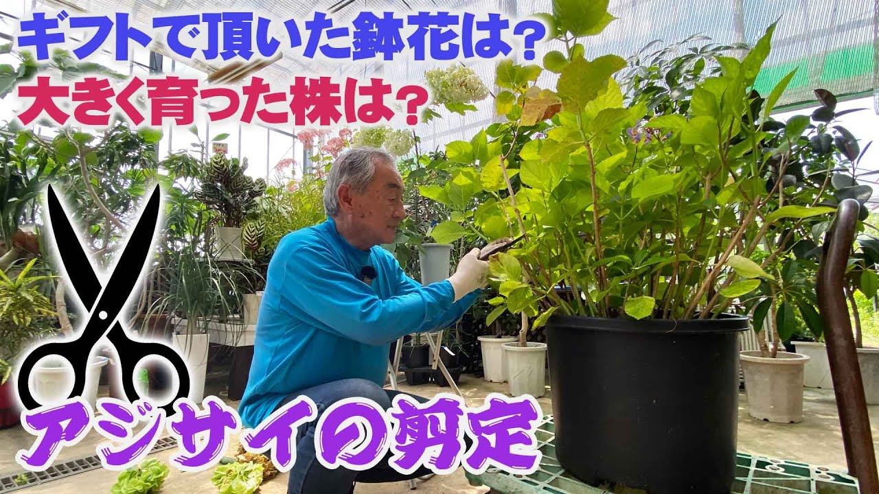 【花と緑のグリーンバレイ】アジサイはいま切らないと来年咲かなくなる? 品種や大きさで違う花後の剪定のコツ