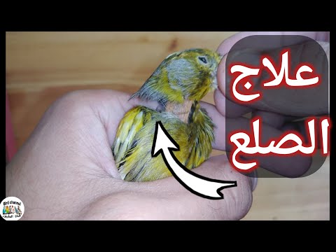 أسباب وعلاج تساقط الريش من رقبة الكناري والحسون