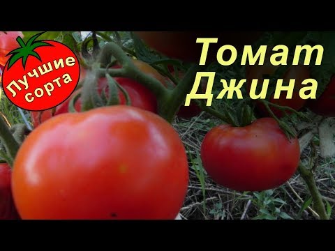 Video: Tomato Gina: сорттун мүнөздөмөлөрү жана сүрөттөлүшү