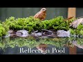 Wildlife/Nature Photography | "How To" Reflection Pool on a Budget