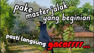 Ampuh!!!masteran burung jalak yang beginian pasti langsung gacorrrrr abis