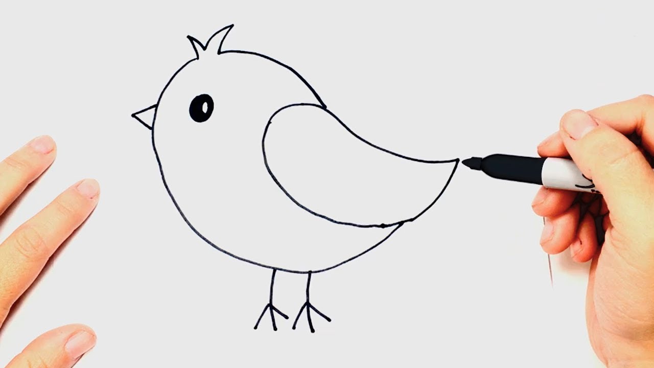 How to draw a Bird Very Easy Step by Step – HousePetsCare.com