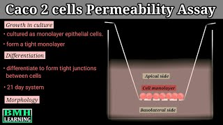Caco 2 Cells Permeability Assay