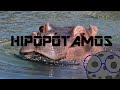 Hipopótamos las Bestias de los Rios