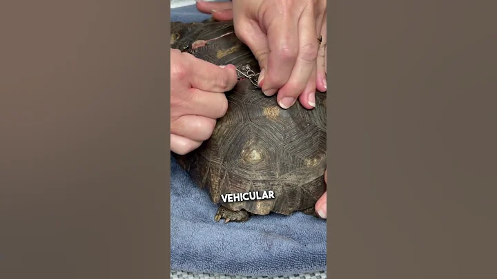 Resilient Recovery 🐢 Healing a Turtle with Simple Materials ❤️ - DayDayNews