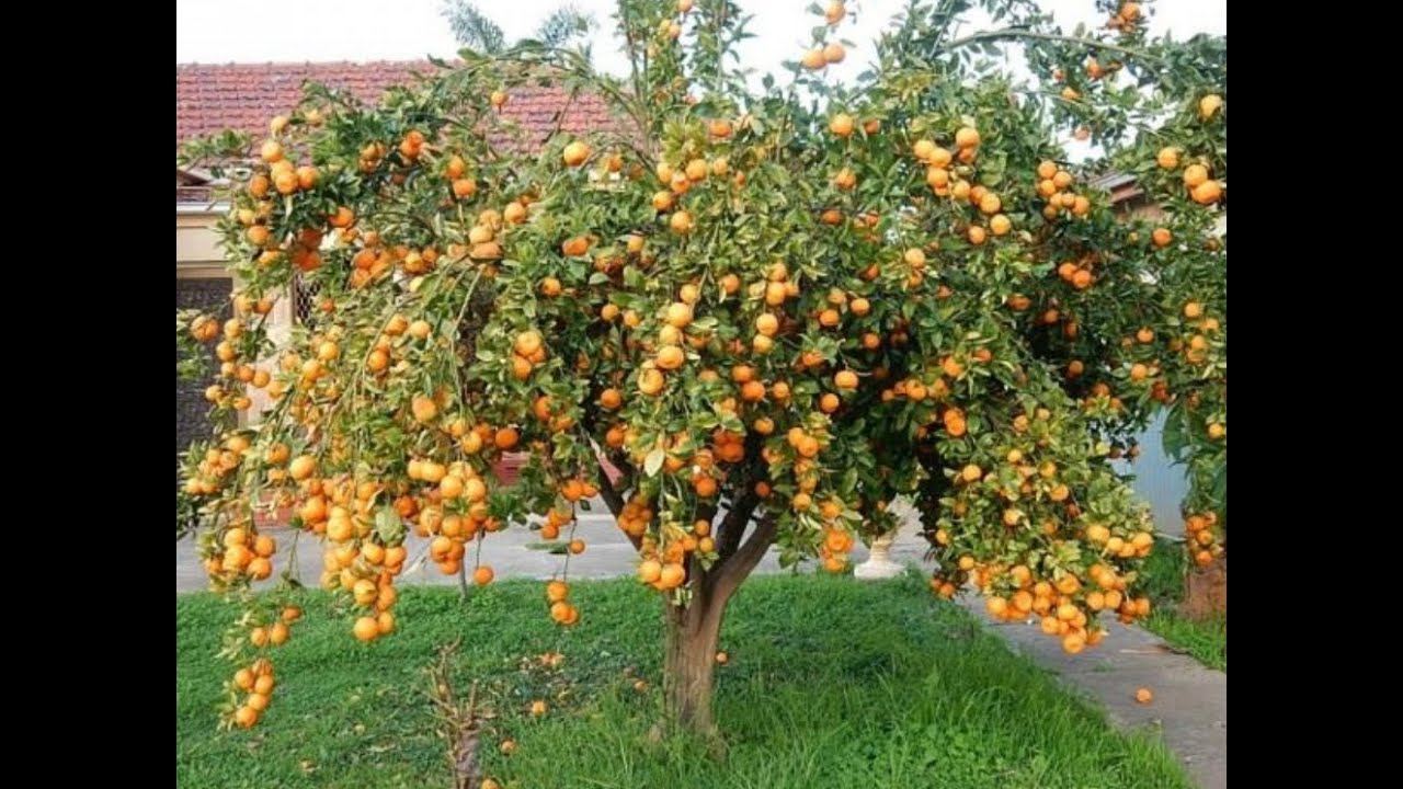 На дереве висят мандарины сначала настя