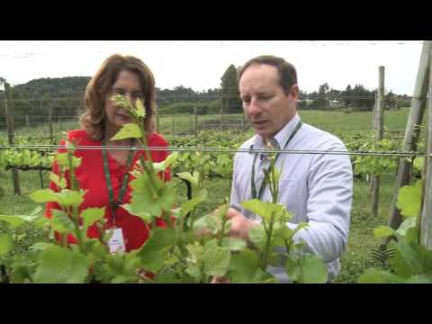 Vídeo: O que é brotação de plantas?