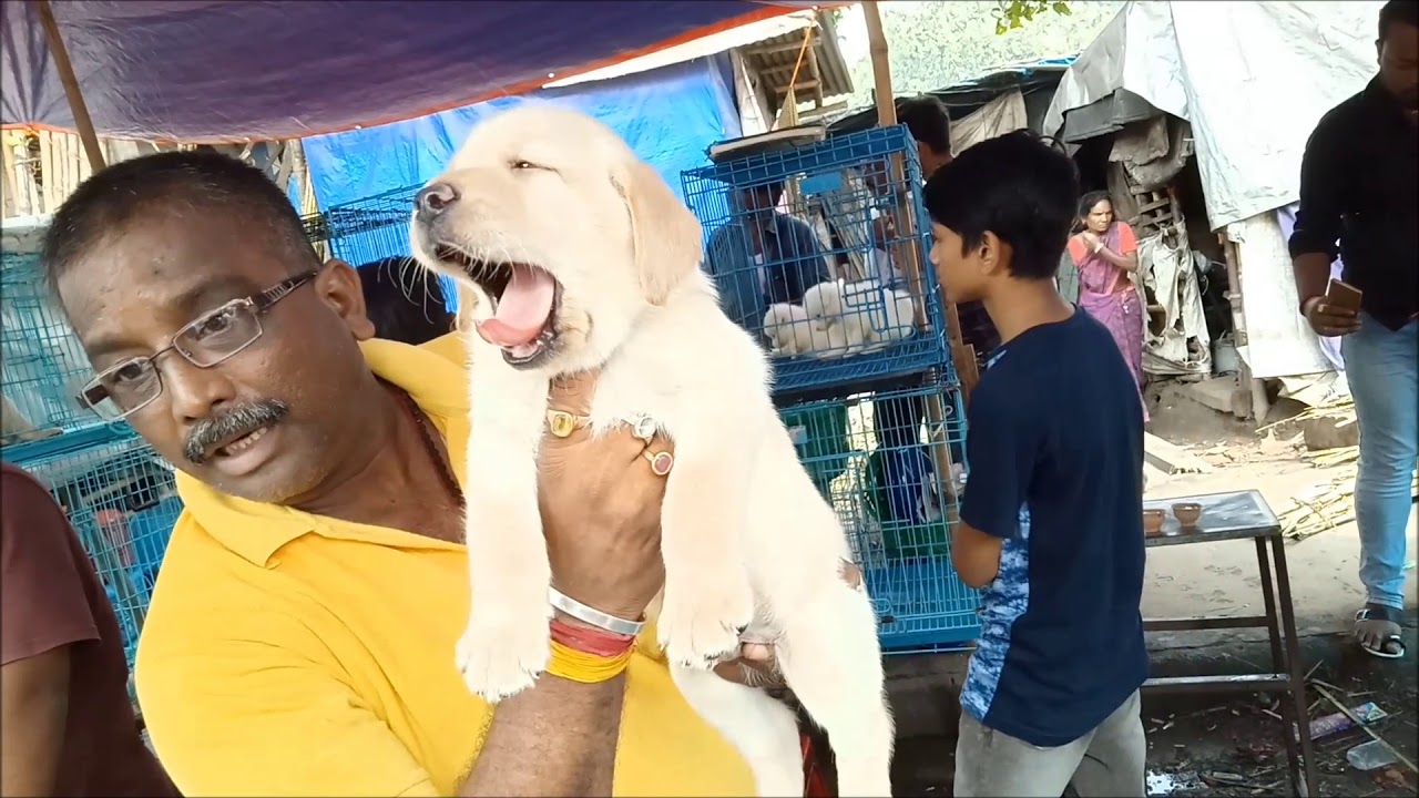 labrador retriever puppies for sale in pa Good Quality Labrador Retriever Puppies For Sale At Galiff Street l Rs 12500, 13000