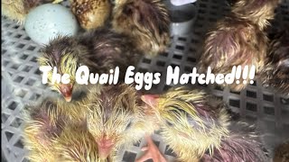 The quail eggs hatching