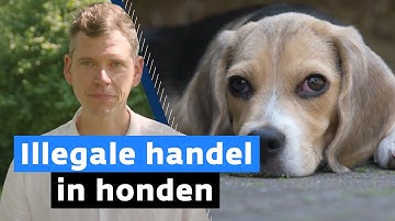 ‘Gevaar voor mens en dier’, er gaat veel mis in de hondenhandel
