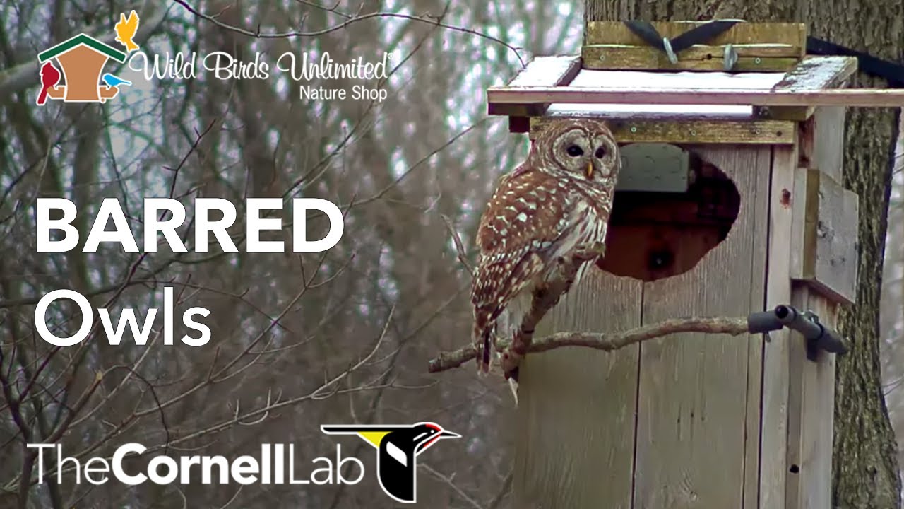 WBU Barred Owl Live Cam—Outside View | Wild Birds Unlimited | Cornell Lab -  YouTube