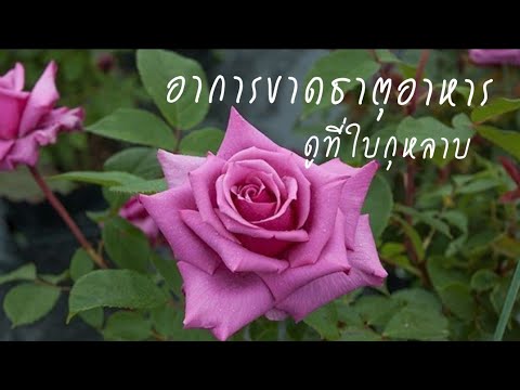 วีดีโอ: กุหลาบที่ขาดธาตุเหล็ก - ข้อมูลเกี่ยวกับการรักษาภาวะขาดธาตุเหล็กในดอกกุหลาบ