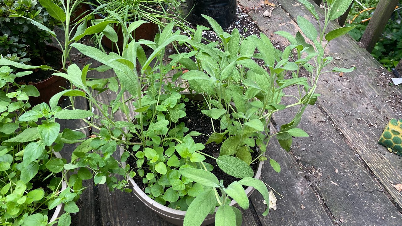 Follow up grow report starting Sage Herb plant from seed Follow up grow report starting Sage Herb plant from seed