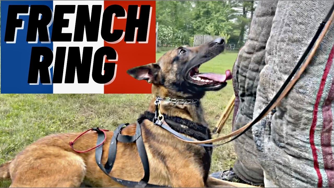 Deens Plicht pack Me And My Malinois' FAVORITE ACTIVITY! French Ring Sport! - YouTube