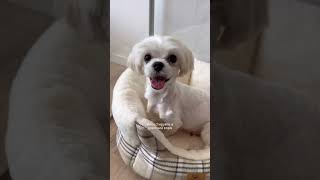 Для покупки щенка напишите в WhatsApp: +420 777 345 055 #maltipoopuppy #puppy #мальтипу #maltipoo