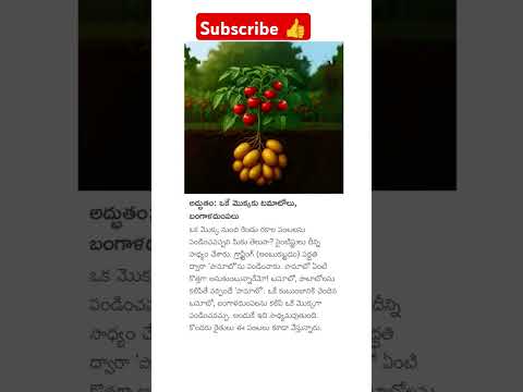 Pomoto #agriculture #inventions
