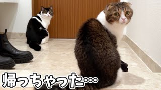 4日間お世話してくれた妹が帰ったら猫が玄関から離れなくなりました…泣