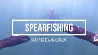 FRESHWATER Spearfishing PIKE AND WALLEYE in Saskatchewan, Canada