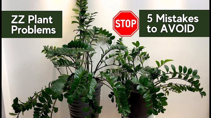ZZ Plant Problems ✅ 5 Mistakes to Avoid! Zamioculcas Plant care tips