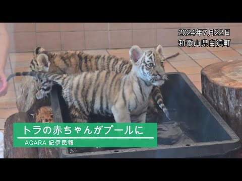 トラの赤ちゃんがプールで水浴び - YouTube