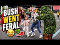 Bushman prank:BUSH WENT FERAL 😂    #bushmanprank #funny #viral Mp3 Song