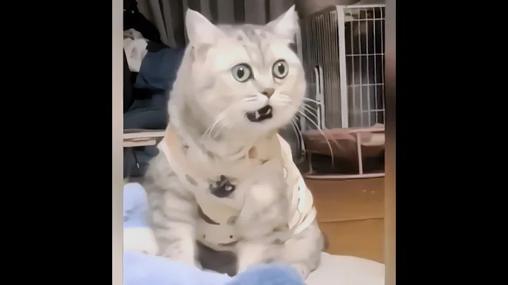 Watch the video about Funniest kitten moments 😂 Funny cats and dogs videos 😺🐶 part 46
