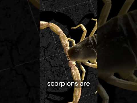 Why Scorpion Venom Is So Expensive
