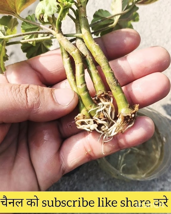 how to grow geranium from cuttings #shorts