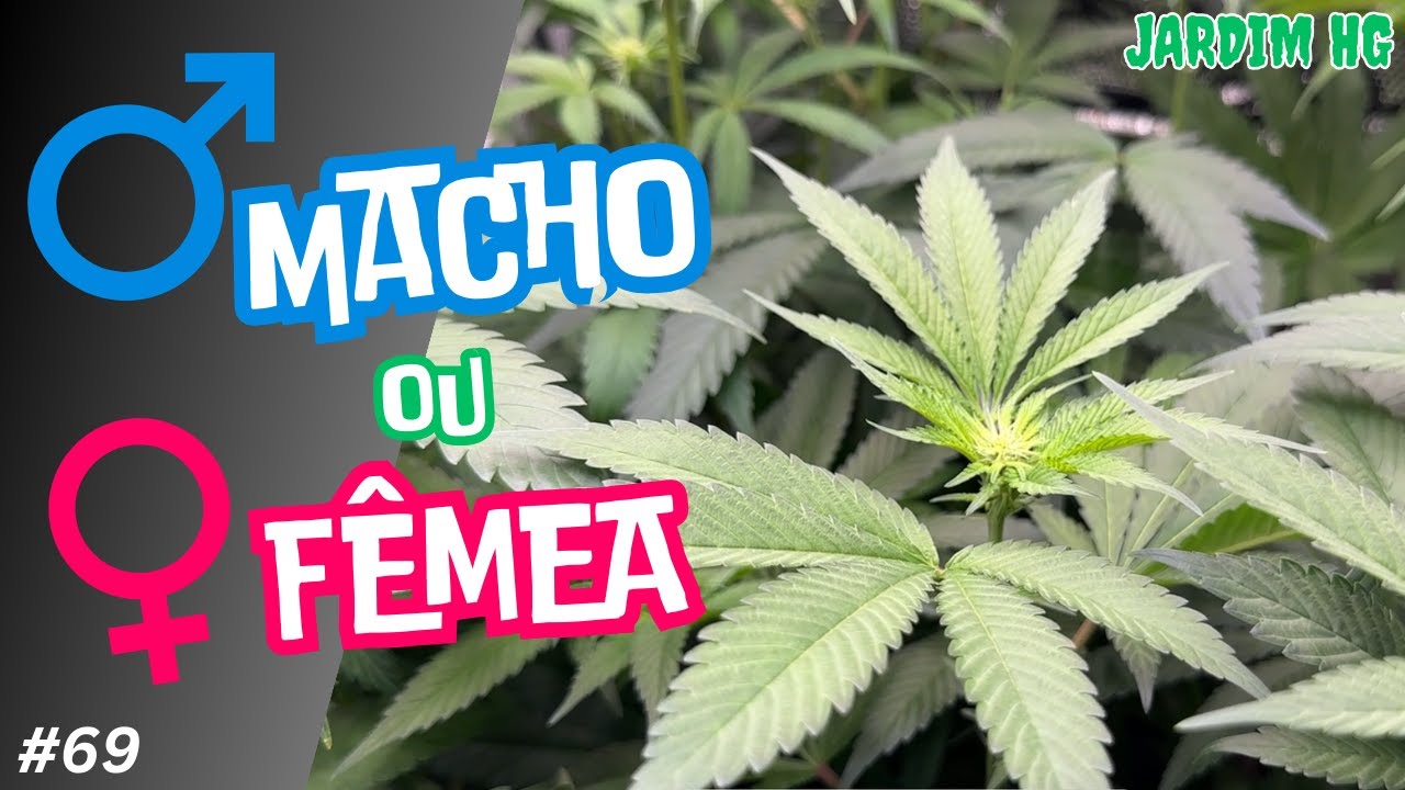 Identificando o sexo da Cannabis