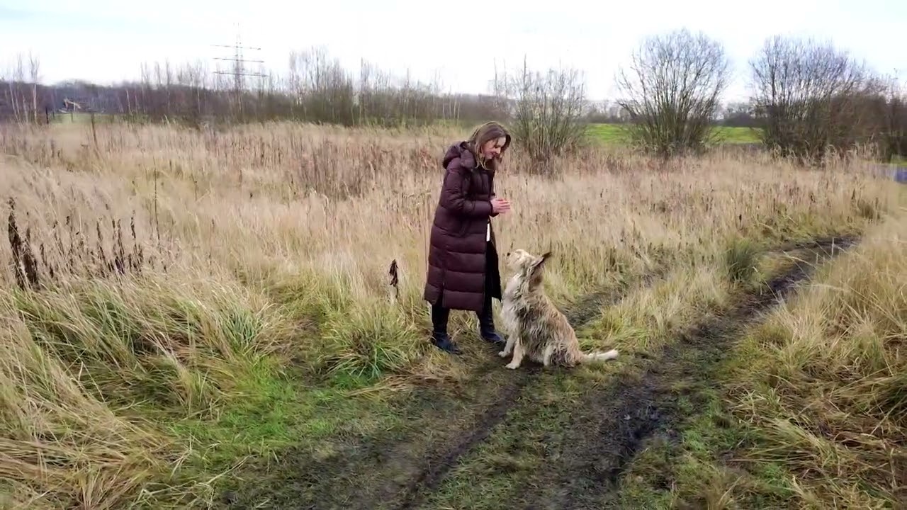 Buffy, Berger de Picardie