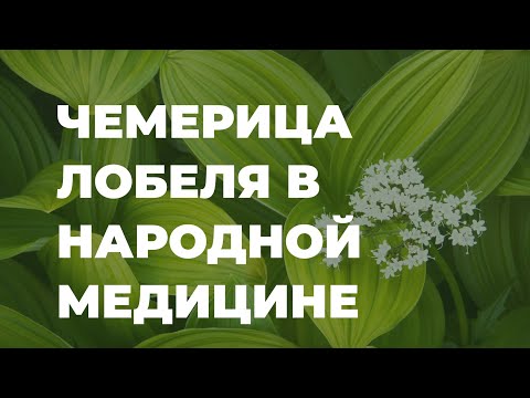 Video: >> Chemeritsa (rumput) - Sifat Berguna Dan Penggunaan Cheremitsa, Tingtur Cheremitsa. Chemeritsa Putih, Lobela