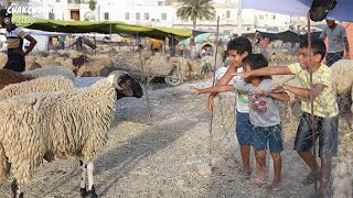 الكبش يدور الكبش يدور وڨرونو نطاحة‬