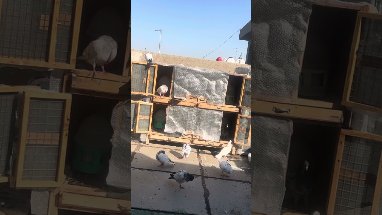 تثبيت افراخ التيدي والحمام الباكستاني المستورد اول مرحله
