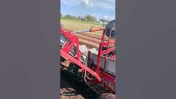 #onion #harvesting Onion harvesting