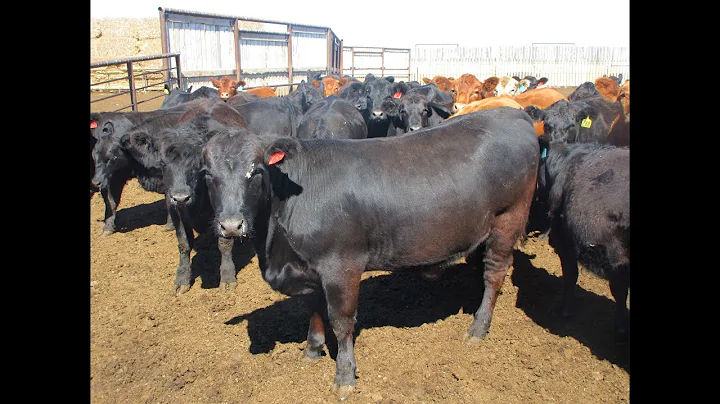 Douglass Agro 1000# Angus X Heifers