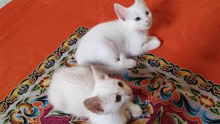 Embar Mochil Dan Molly