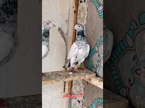 Tasvir Wala Pair #pigeon #championkabootar