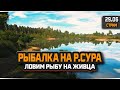 Русская Рыбалка 4 — Стрим на реке Сура. Ловим рыбу на Живца