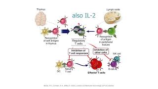 Immunotolerance by Irwan's Work Channel 425 views 1 year ago 20 minutes