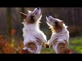 Talented Dancing Dogs