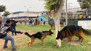 ROYAL ENCOUNTER  Reunión de Grandes ejemplares de Pastor alemán