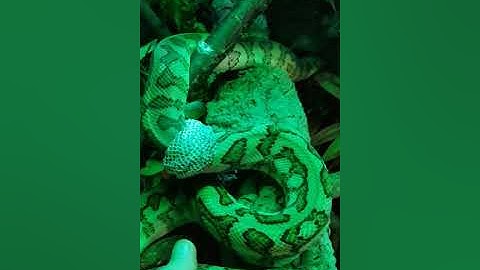 Carpet  python, Irian Jaya, Alfredo my cb15 caramel Irian Jaya jag