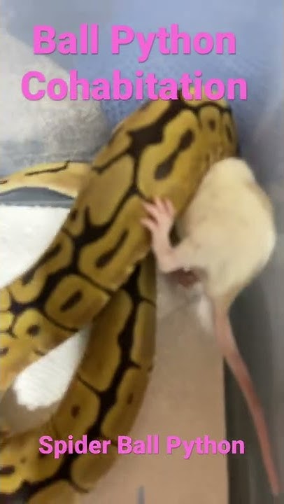 Ball Python Cohabitation Hit Girl Spider Het Clown Live Feeding - YouTube