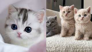 cute baby cat Videos - Little baby Cats Compilation by Cute Paws 137 views 2 years ago 9 minutes, 47 seconds