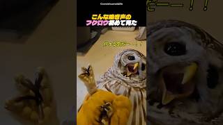 こんな鳴き声のフクロウ初めて見た