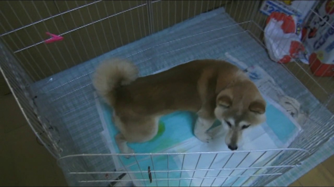 柴犬ブリーダー放棄犬トイレトレーニング トイレに誘導 Youtube
