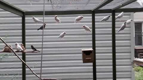 Inside the Aviary, Java finches